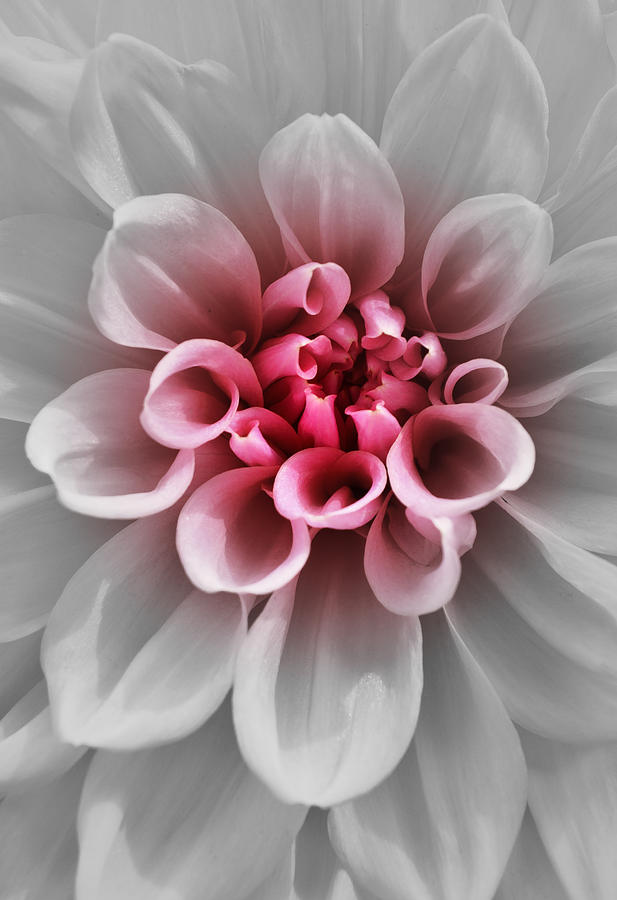 Spring Photograph - Pink Dahlia f2g by Richard Andrews