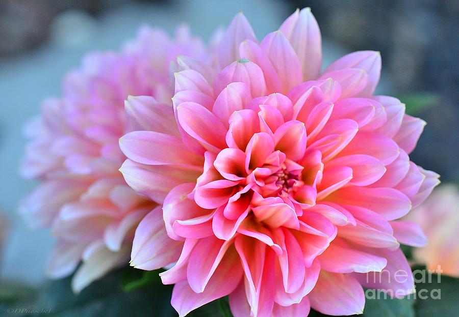 Pink Dahlia Glory Photograph by Debby Pueschel