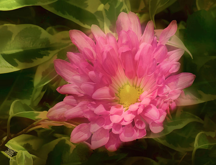 Pink Dahlia Glow Digital Art by Syed Muhammad Munir ul Haq