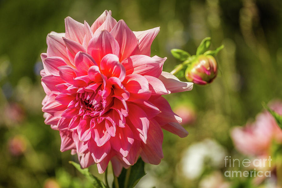 Pink Dahlia I Photograph by Karen Jorstad