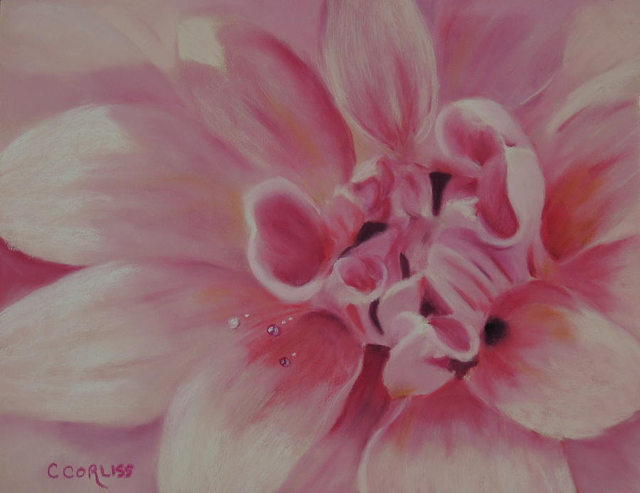 Pink Dahlia II Pastel by Carol Corliss