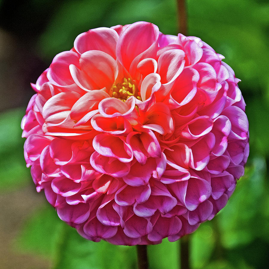 San Francisco Photograph - Pink Dahlia in Golden Gate Park in San Francisco, California  by Ruth Hager