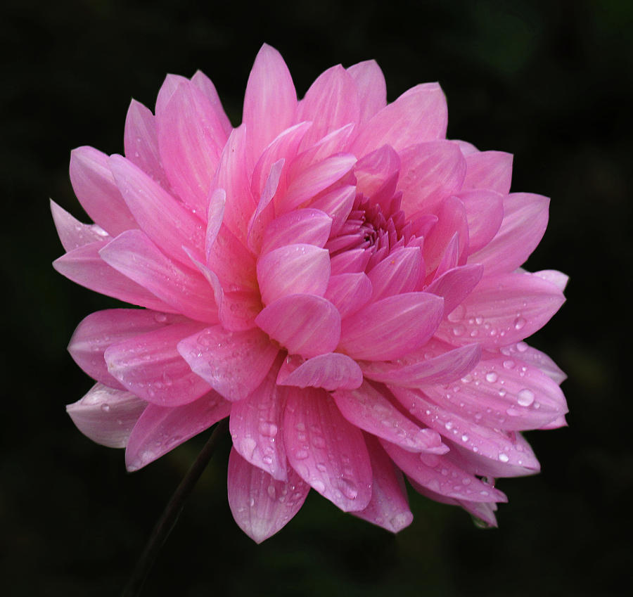 Pink Dahlia Photograph by Inge Riis McDonald