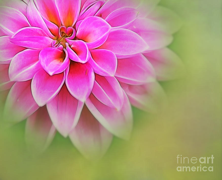 Spring Photograph - Pink Dahlia by Judi Bagwell