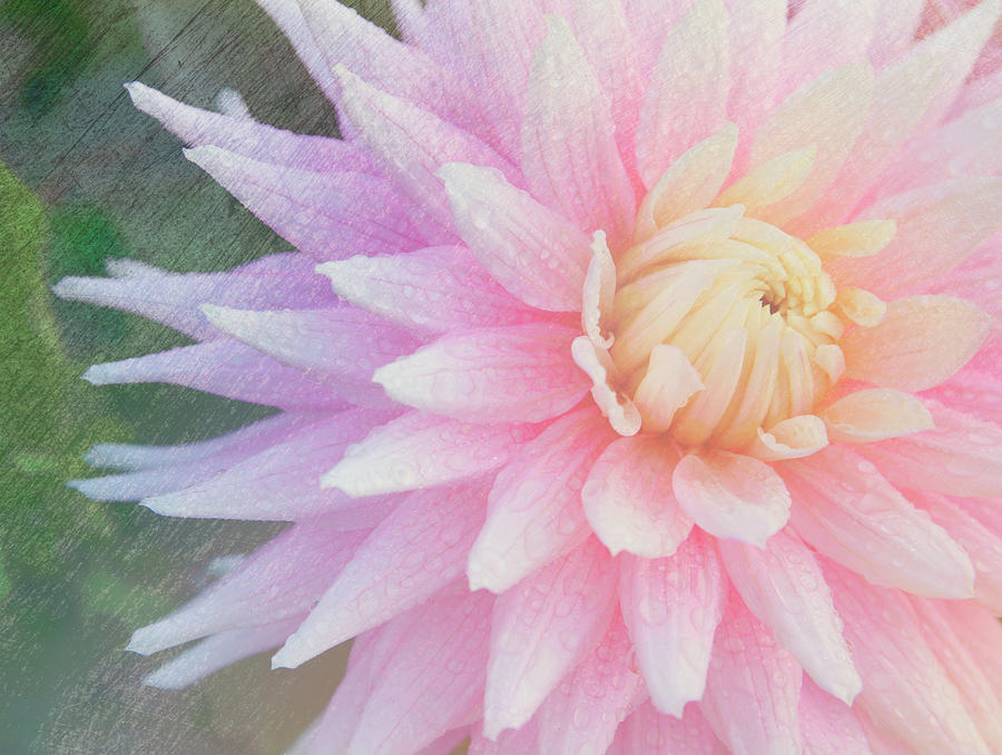 Pink Dahlia Photograph by Judi Kubes