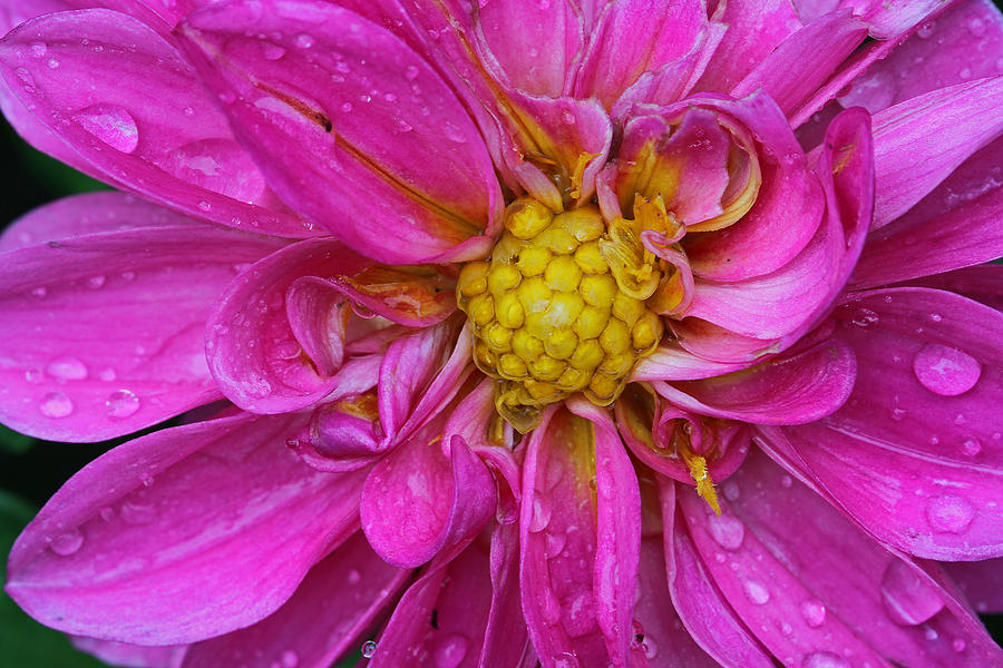 Pink Dahlia Photograph by Juergen Roth