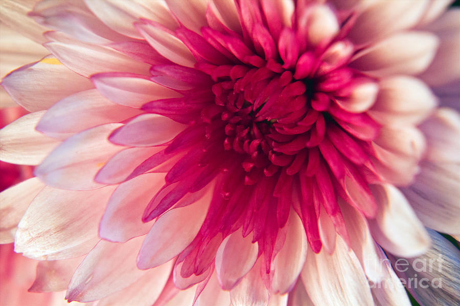Pink Dahlia Photograph by Kelly Holm