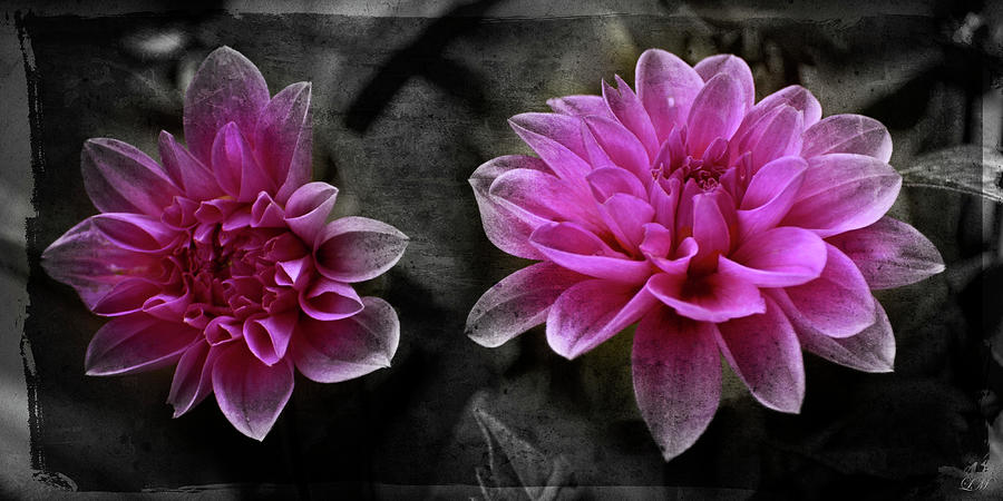 Pink Dahlia Photograph by Lily Malor