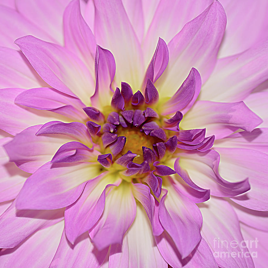 Pattern Photograph - Pink Dahlia Macro by Kaye Menner Photography by Kaye Menner