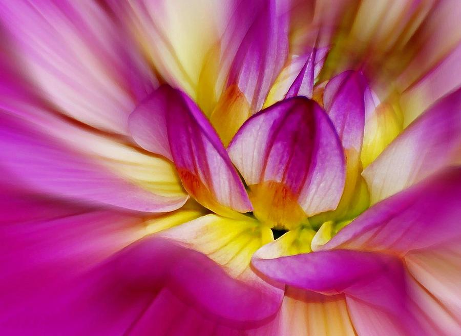 Pink Dahlia Macro Photograph by Diana Angstadt