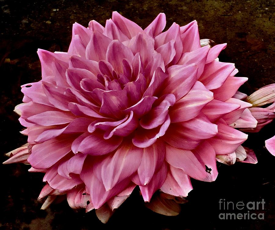 Pink Dahlia Photograph by Marcia Lee Jones