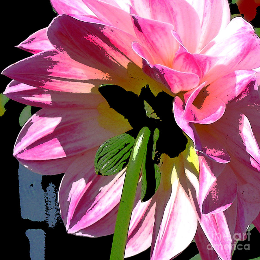 Pink Dahlia Digital Art by Marsha Young