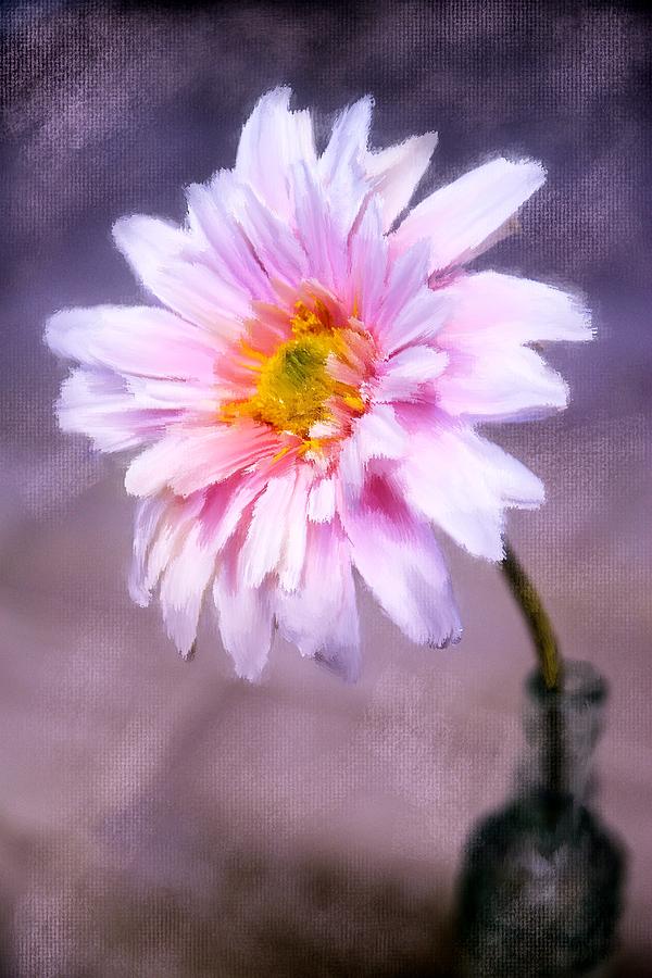 Pink Dahlia Photograph by Mary Timman