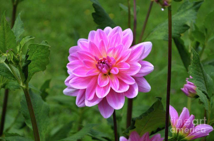 Pink Dahlia Photograph by Michelle Meenawong