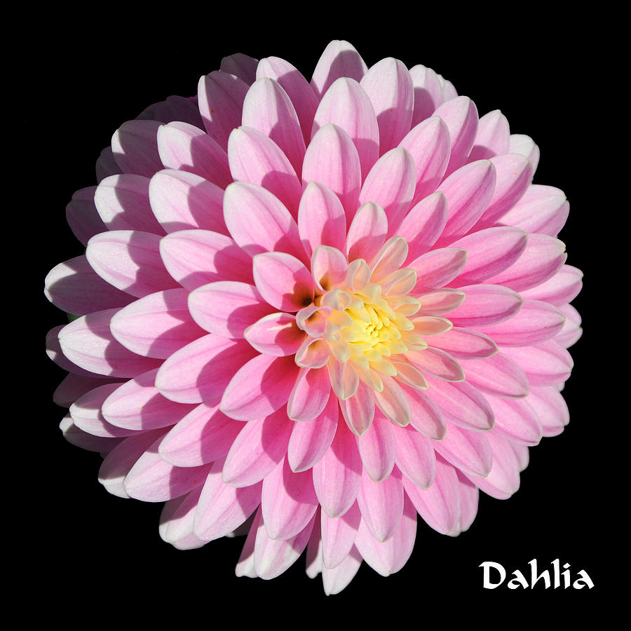 Pink Dahlia on Black Photograph by Gary Whitton