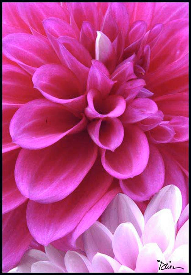 Pink Dahlia Photograph by Peggy Dietz