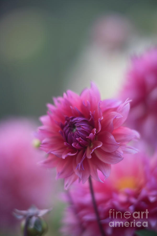 Pink Dahlia Petals Ruffled Photograph by Mike Reid