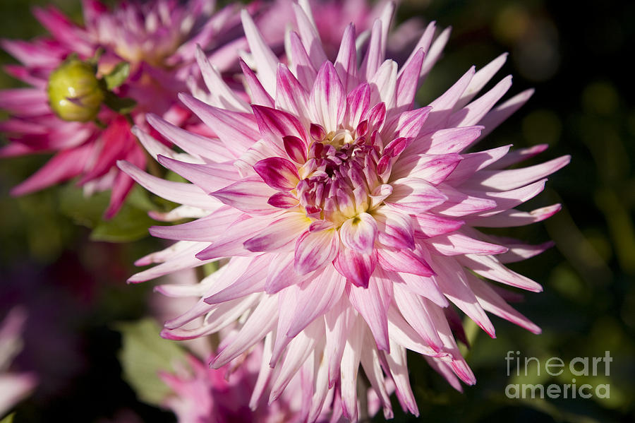 Pink Dahlia Photograph by Peter French - Printscapes