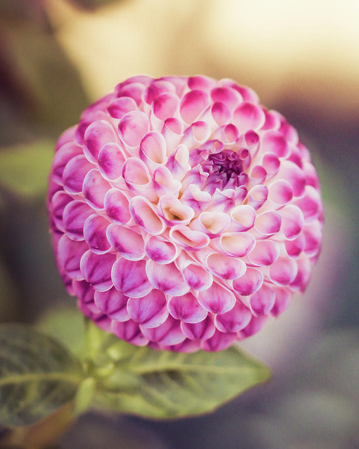 Pink Dahlia Photograph by Rebekah Zivicki