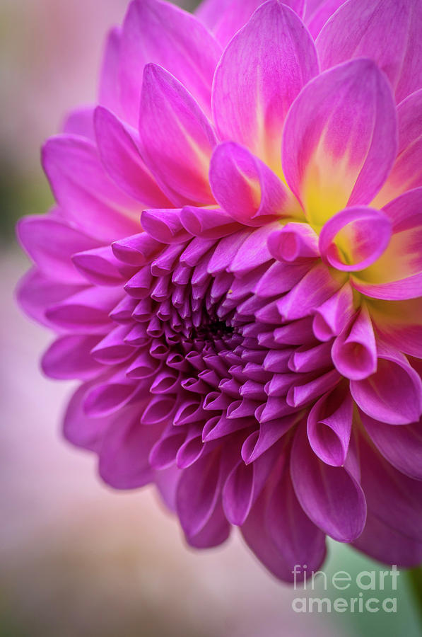 Pink Dahlia Photograph by Sal Ahmed
