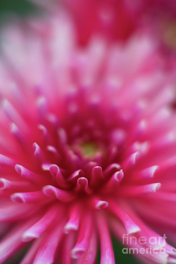 Pink Dahlia Starburst Photograph by Mike Reid