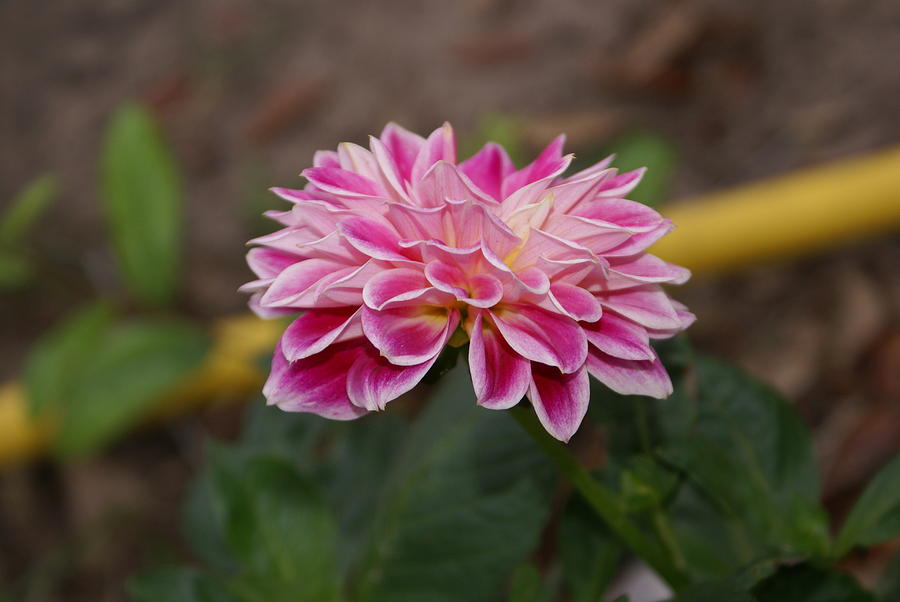 Flower Photograph - Pink Dahlia Two by Debbie May