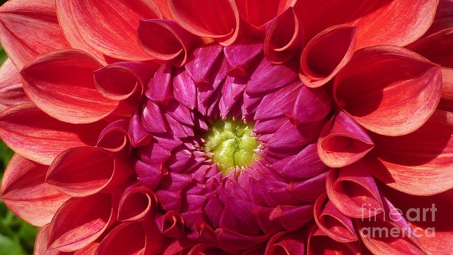 Pink Dahlia Variation Photograph by Susan Garren