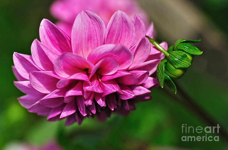 Pattern Photograph - Pink Dahlia with Baby Dahlia by Kaye Menner