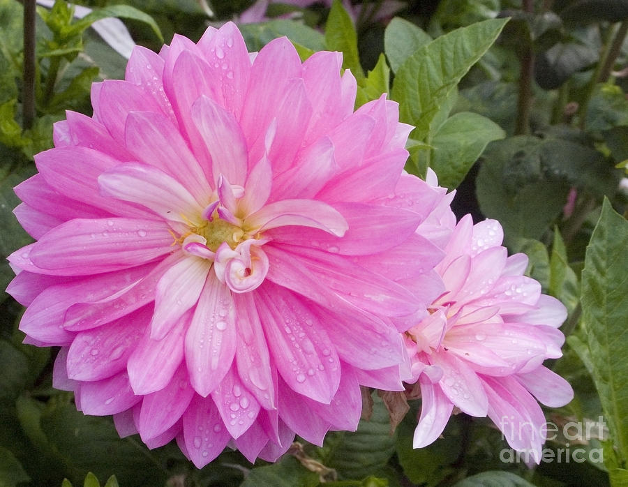 Pink Dahlias After The Rain Photograph by Sherry  Curry