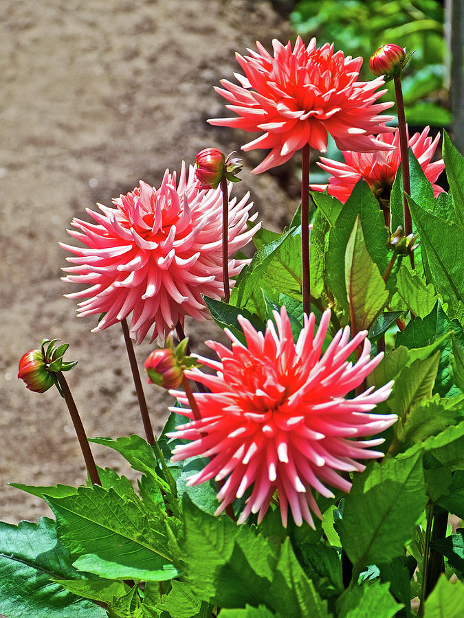 Pink Dahlias in Golden Gate Park in San Francisco, California  Photograph by Ruth Hager