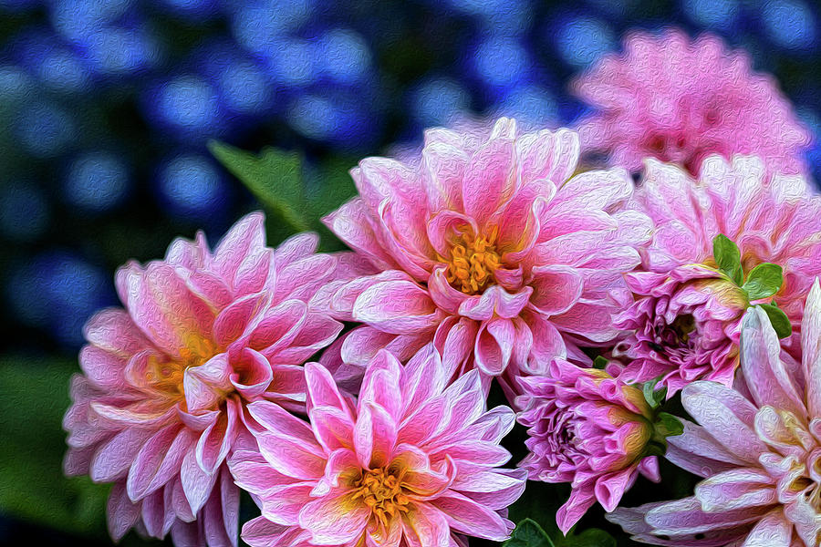 Pink Dahlias on Lobelia Photograph by Vanessa Thomas