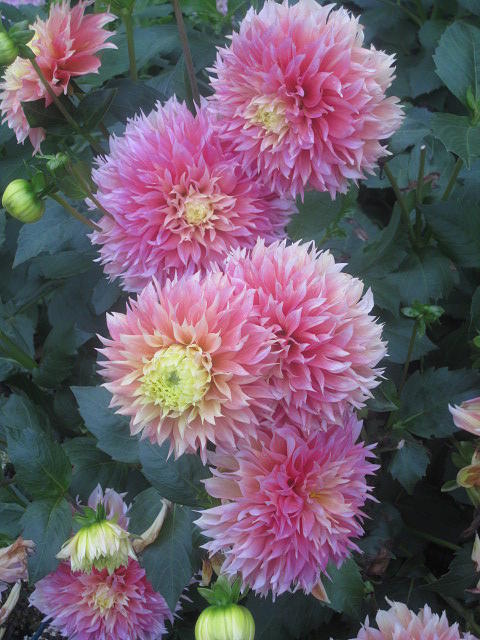 Pink Dahlias Photograph by Paul Meinerth