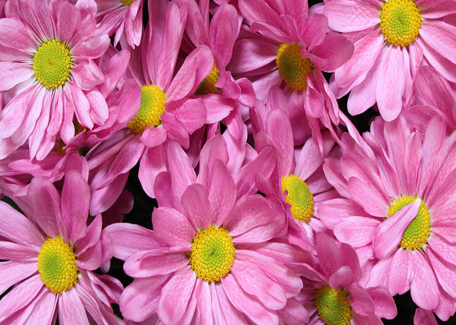 Pink Daises For You Photograph by Carl Deaville - Fine Art America