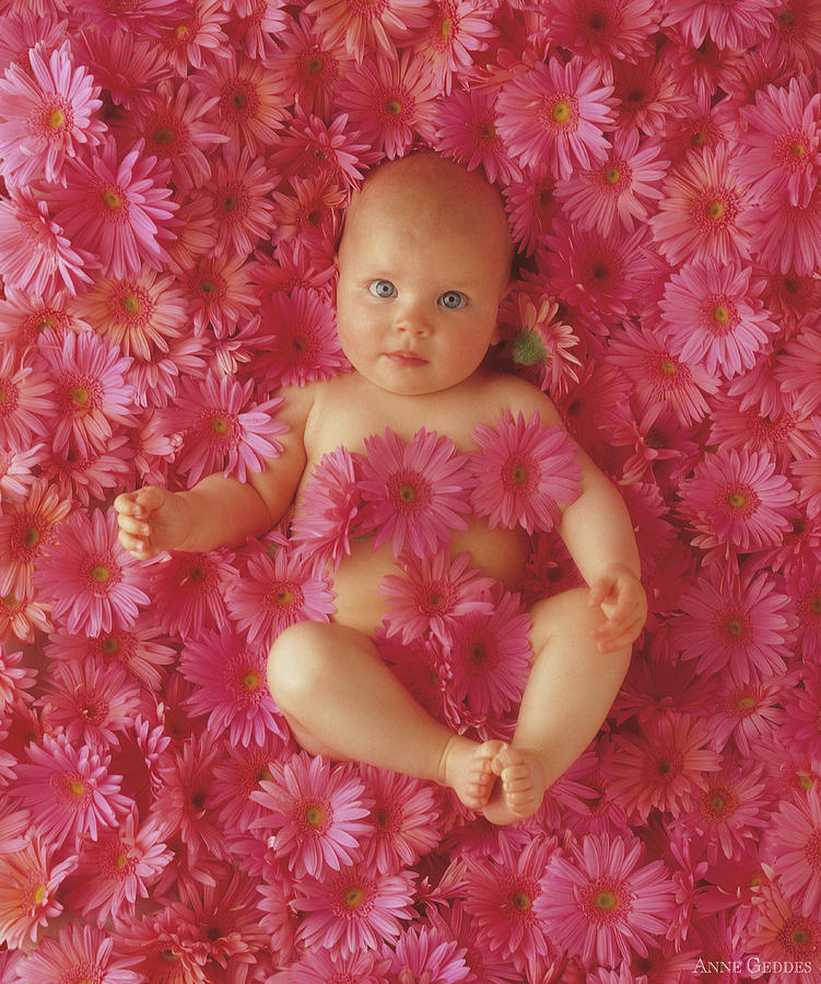 Summer Photograph - Pink Daisies by Anne Geddes