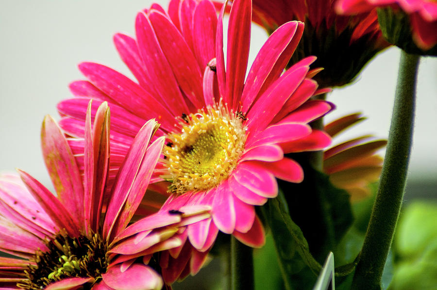 Pink Daisies Photograph by Annette Persinger - Fine Art America