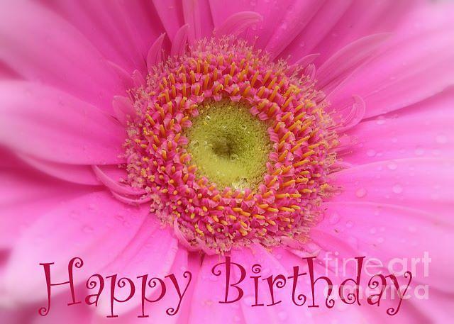 Pink Daisy Birthday Card Photograph by Carol Groenen
