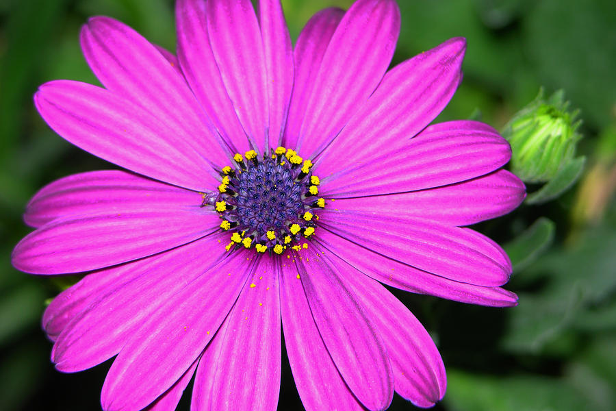 Pink Daisy Photograph by Dori Peers | Fine Art America