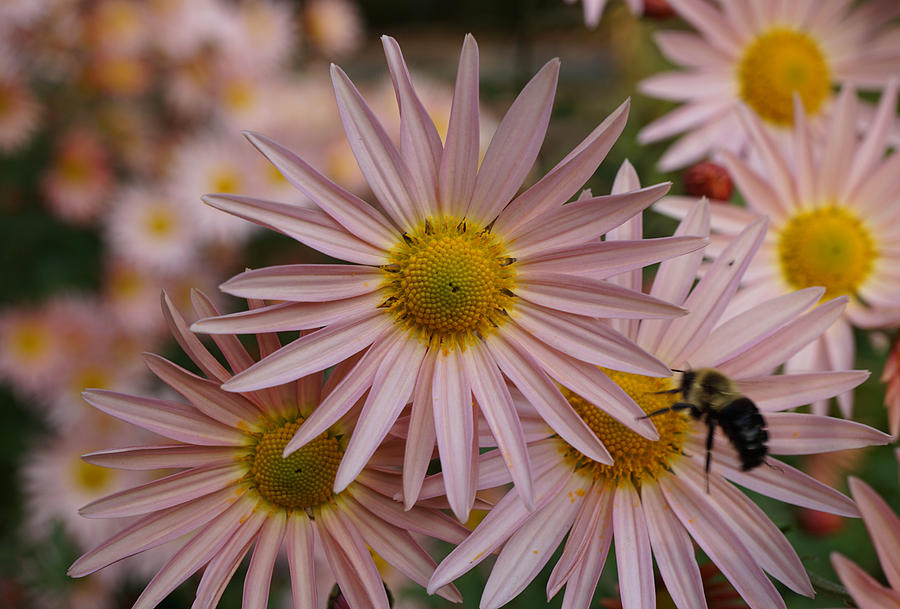 Pink daisy flowers and bee Photograph by Lilia S