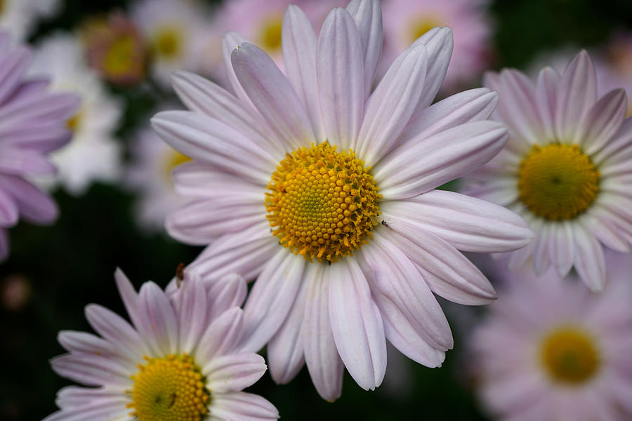 Pink Daisy flowers Photograph by Lilia S