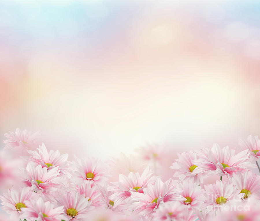 pink daisy background