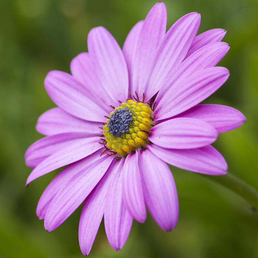 Pink daisy macro Photograph by Chris Smith