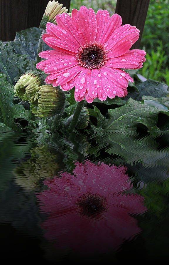 Pink Daisy Reflects Photograph by MTBobbins Photography
