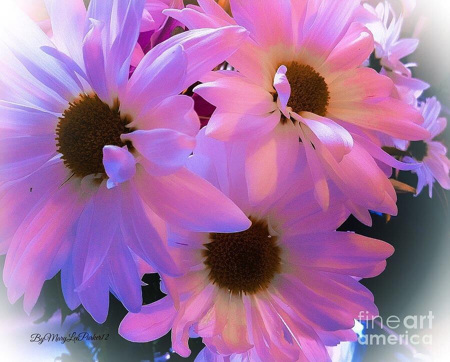 Pink  daisies  Photograph by MaryLee Parker