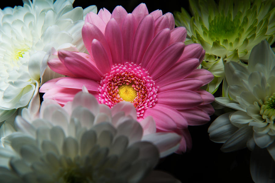 Pink Daisy Surrounded by White Dahlias Photograph by Dennis Dame