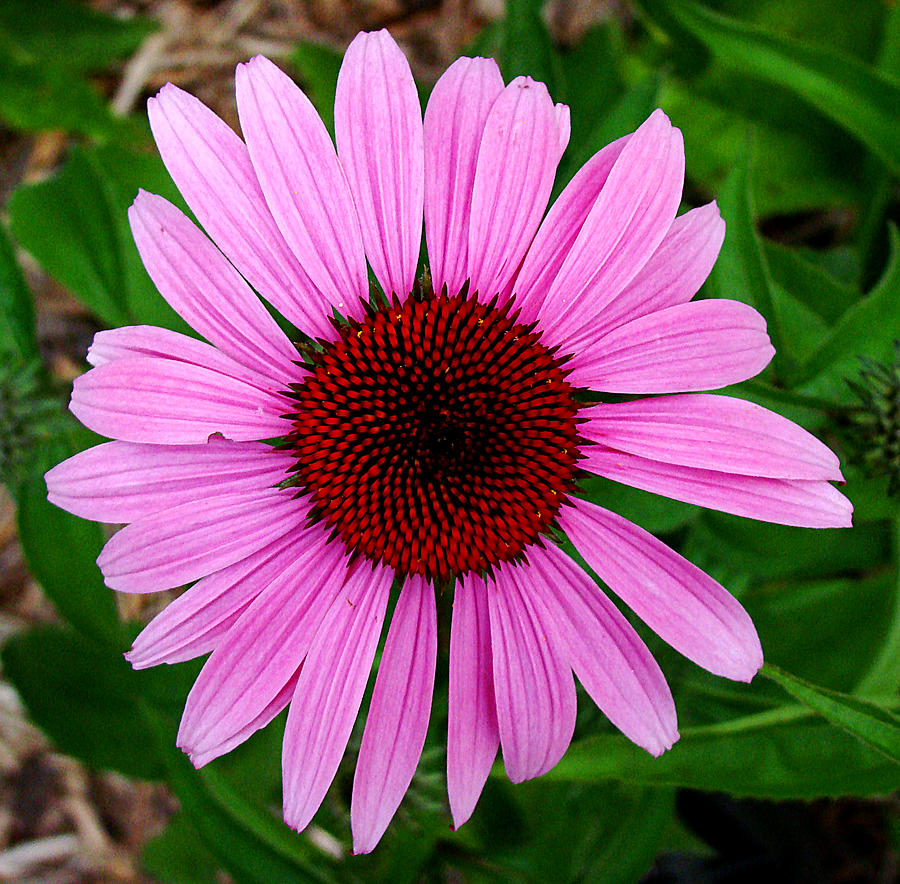 Pink Daisy Photograph by Todd Zabel