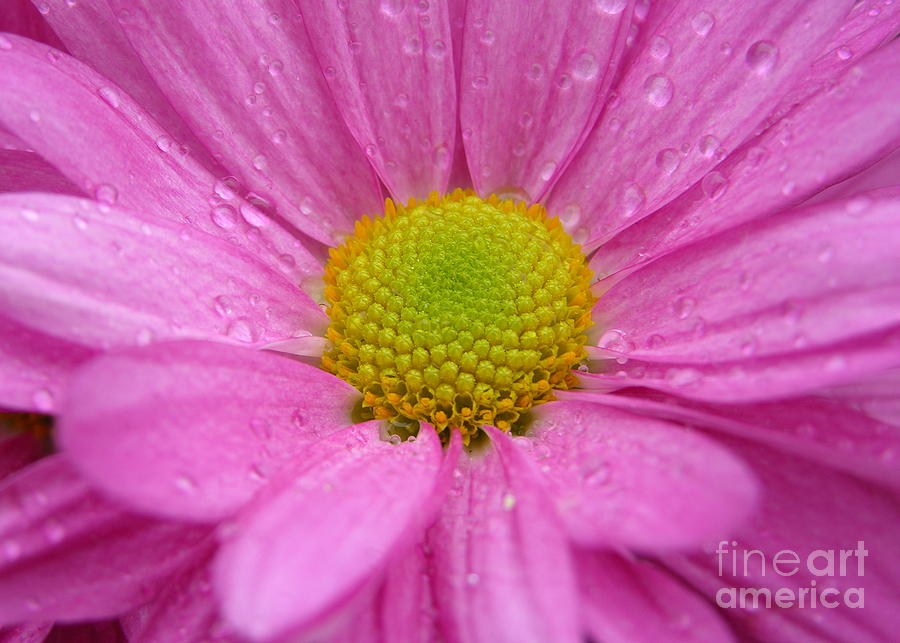 Pink Daisy with Raindrops Photograph by Carol Groenen
