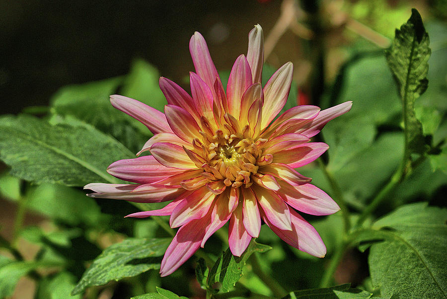 Pink Dalia Photograph by Rick Friedle - Fine Art America