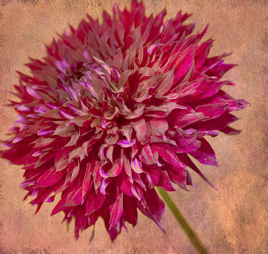 Pink Dalia with texture Photograph by Roni Chastain