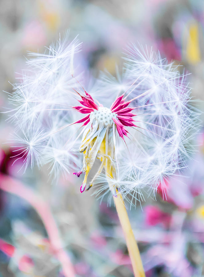 Pink Photograph - Pink Dandelion by Parker Cunningham