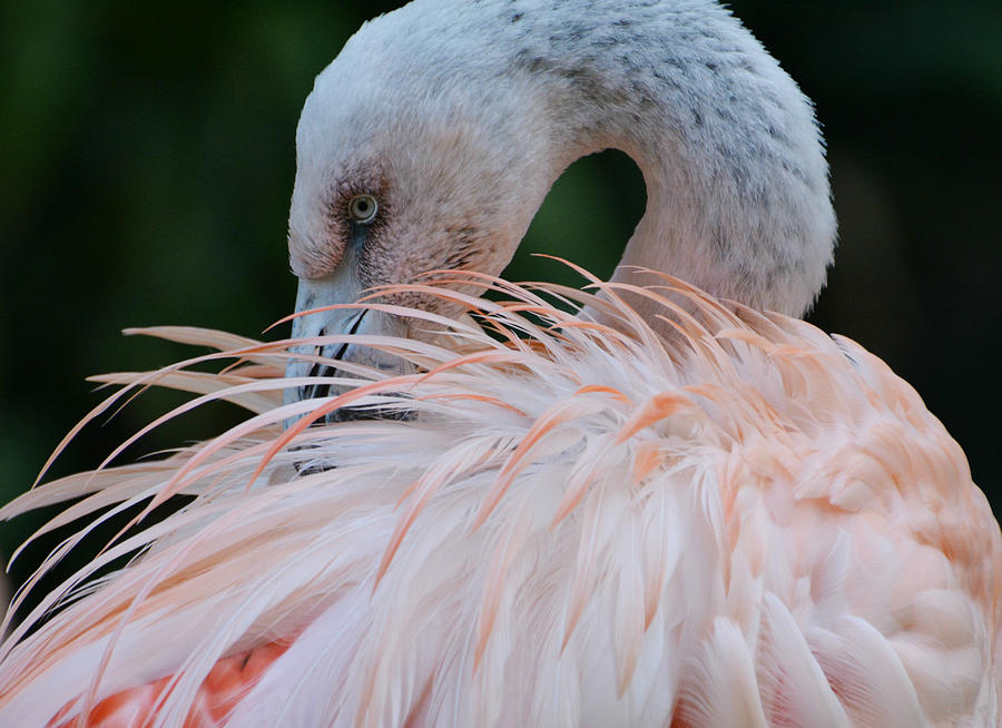Flamingo Photograph - Pink Darkness 2 by Fraida Gutovich